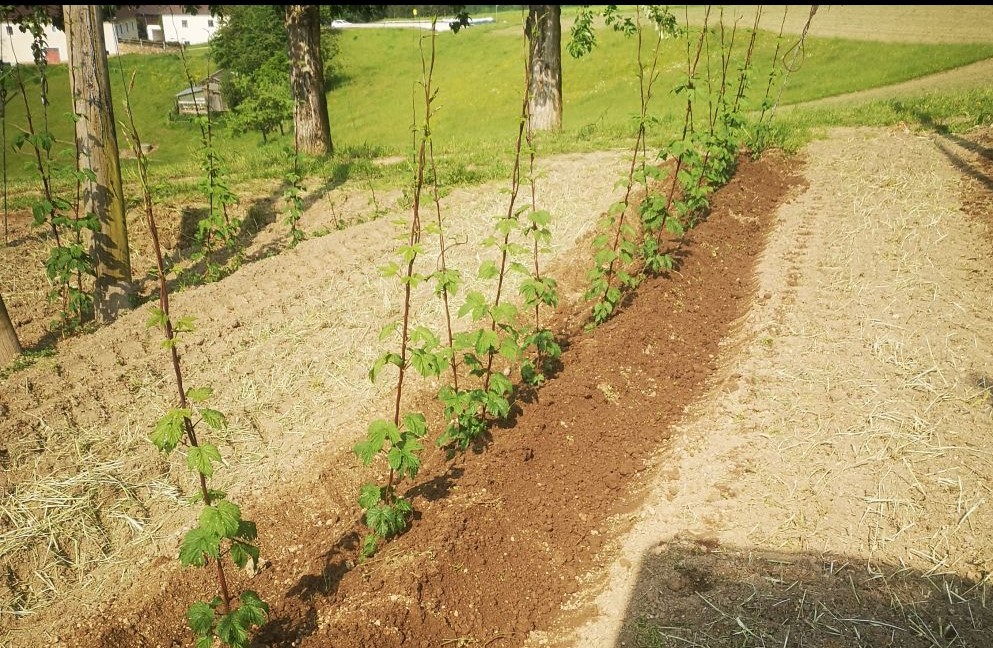 Bodenbearbeitung (Anackern) und Zwischenfruchteinsaat